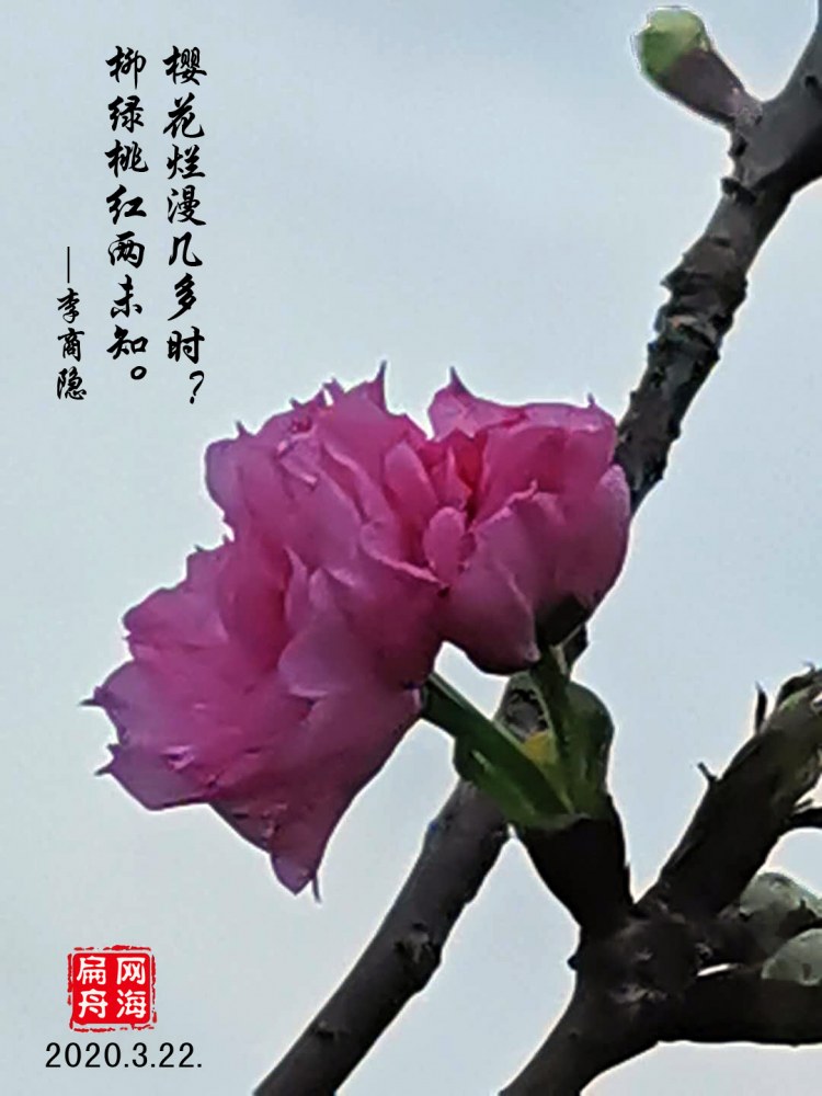 樱花1.jpg